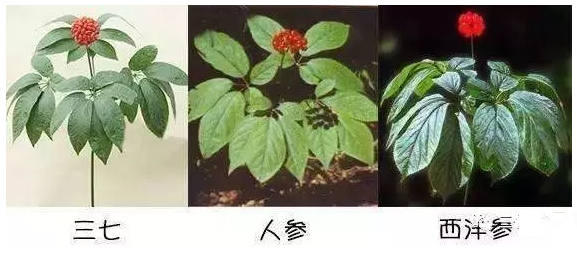 人参西洋参三七的本质区别