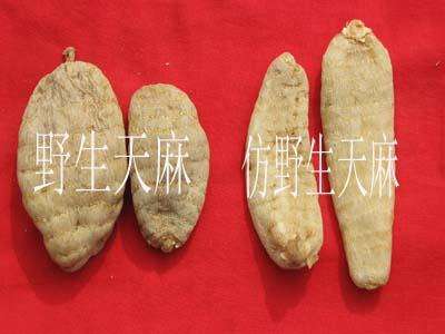 野生天麻和人工天麻的区别，哪个好？
