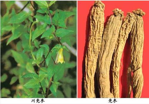 党参和人参的区别，介绍5个不同点