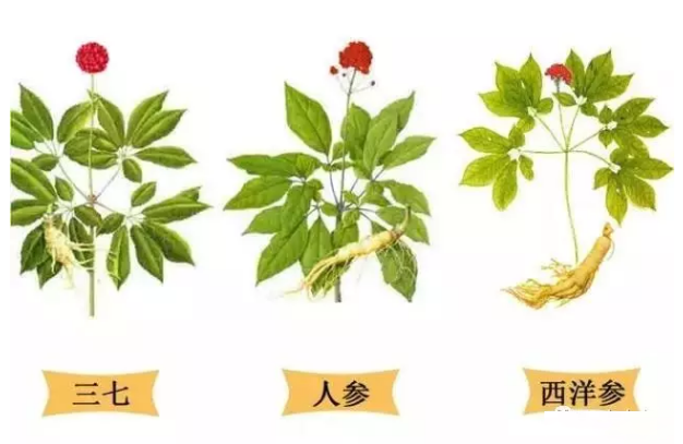 都是参，西洋参人参党参丹参的区别是什么？