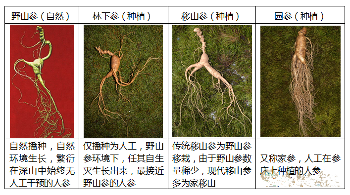 人参的种类有哪些?如何挑选好?