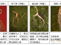 人参的种类有哪些？如何挑选好？