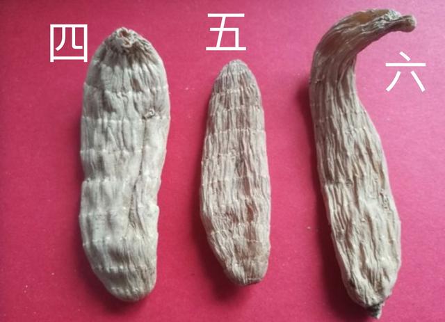 长白山野生天麻怎么辨别