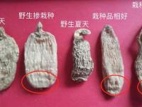 长白山野生天麻怎么辨别
