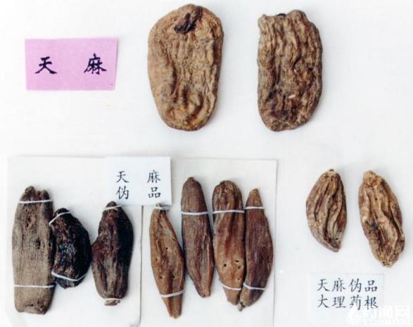 天麻怎么分好和坏呢