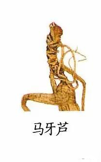 人参的年龄怎样鉴别
