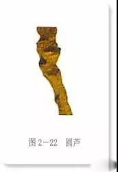人参的年龄怎样鉴别