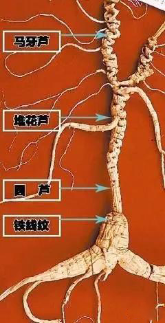 人参的年龄怎样鉴别