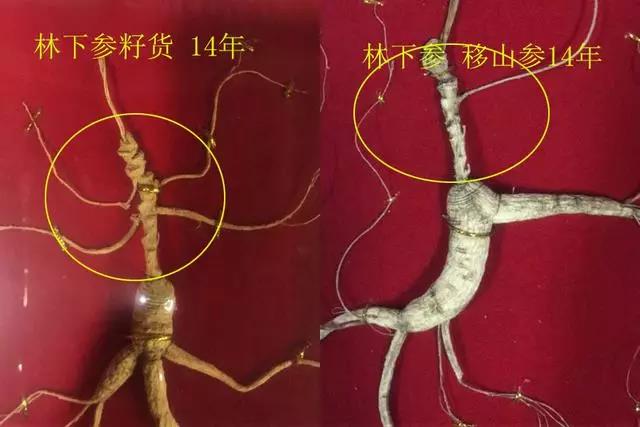 鉴别 人参林下籽货和趴货的区别,从4各方面鉴别  看一支人参的年份是