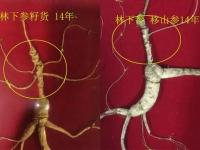 人参林下籽货和趴货的区别，从4各方面鉴别