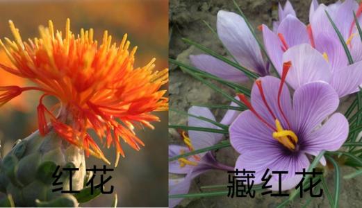 藏红花和草红花的区别，有4个不同点！