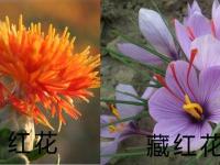 藏红花和草红花的区别，有4个不同点！