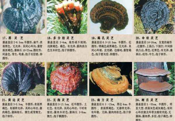 灵芝哪个品种最好
