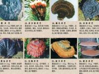 灵芝哪个品种最好