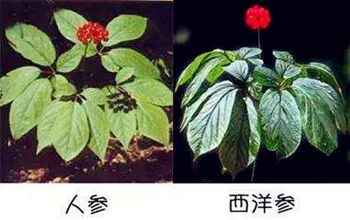 人参和西洋参的区别，有六大区别