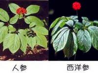 人参和西洋参的区别，有六大区别