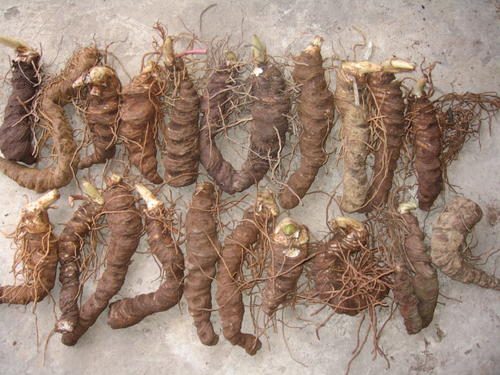 野生重楼和种植重楼的区别