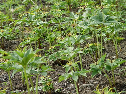 野生重楼和种植重楼的区别-中药材真假好坏鉴别方法-文山三七之家