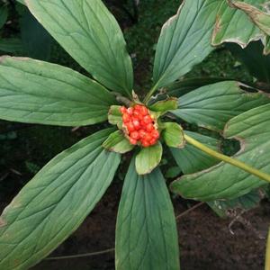 野生重楼和种植重楼的区别