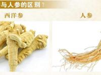 西洋参跟人参的区别在哪里？