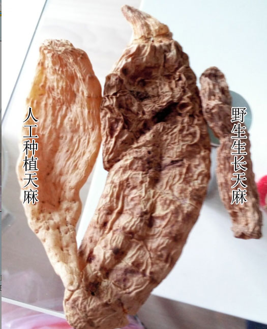 野天麻和普通天麻如何辨别