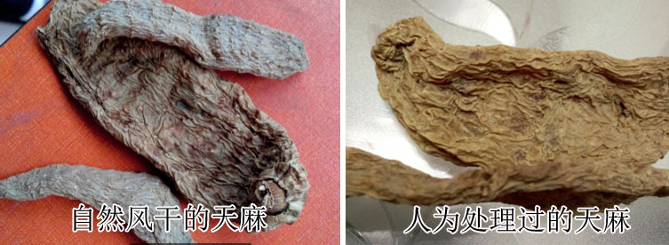 野天麻和普通天麻如何辨别