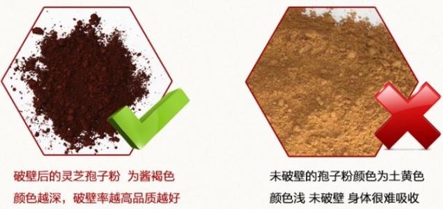 灵芝和灵芝孢子粉的区别