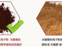 灵芝和灵芝孢子粉的区别