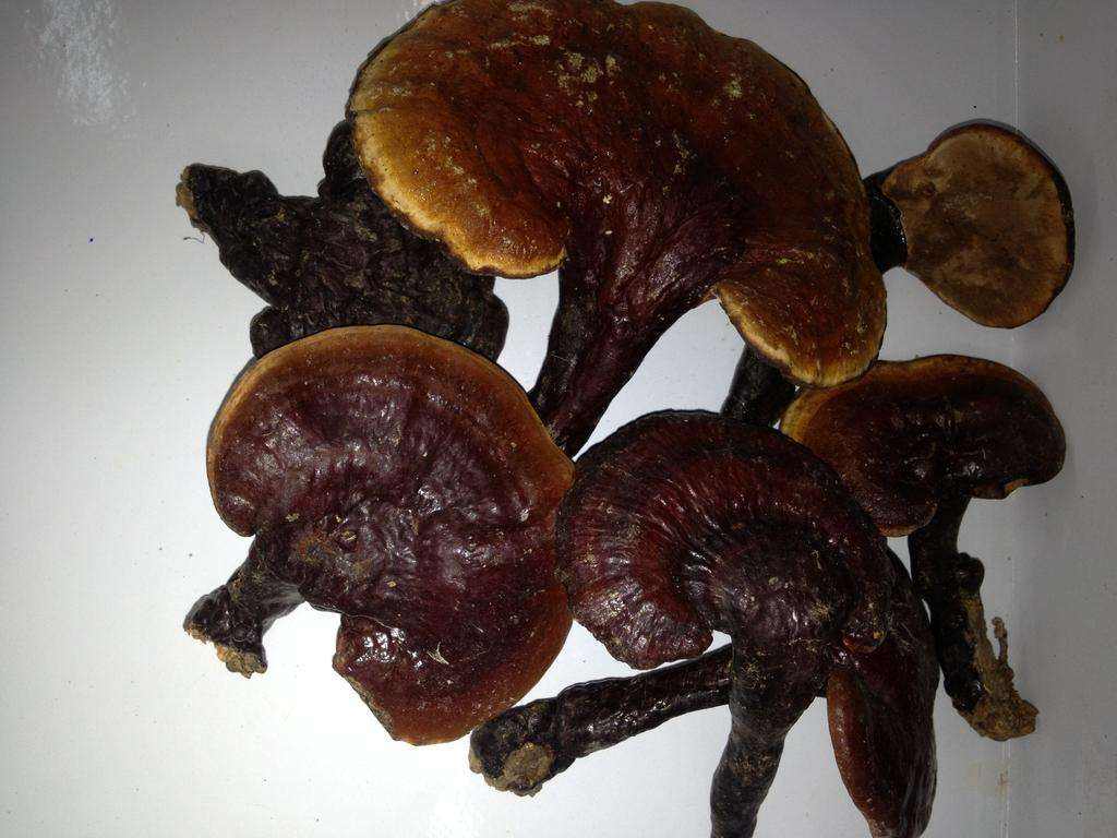 野生灵芝与人工灵芝的鉴别方法