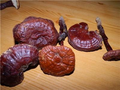 如何鉴别野生灵芝？5点教你识别