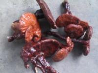 如何鉴别野生灵芝？5点教你识别