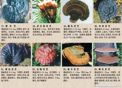 如何挑选好的灵芝？哪种灵芝是最好的？