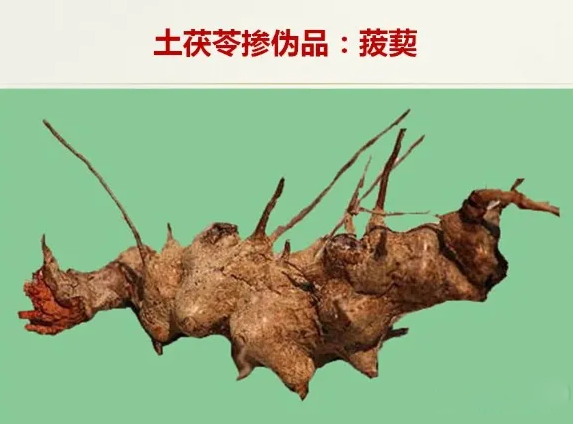 真伪土茯苓鉴别图片