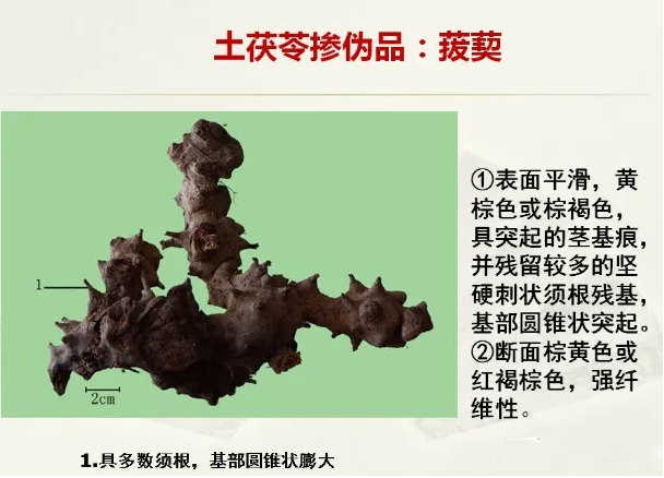 真伪土茯苓鉴别图片