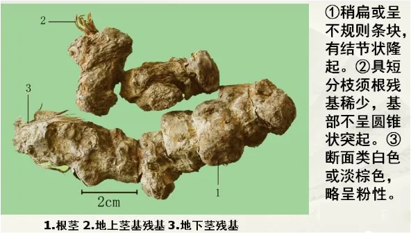 真伪土茯苓鉴别图片