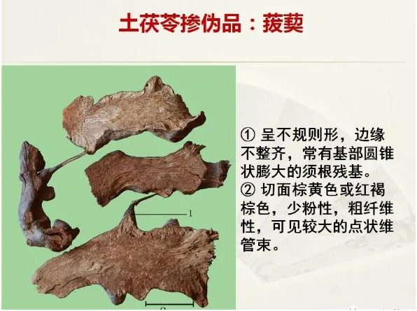 真伪土茯苓鉴别图片