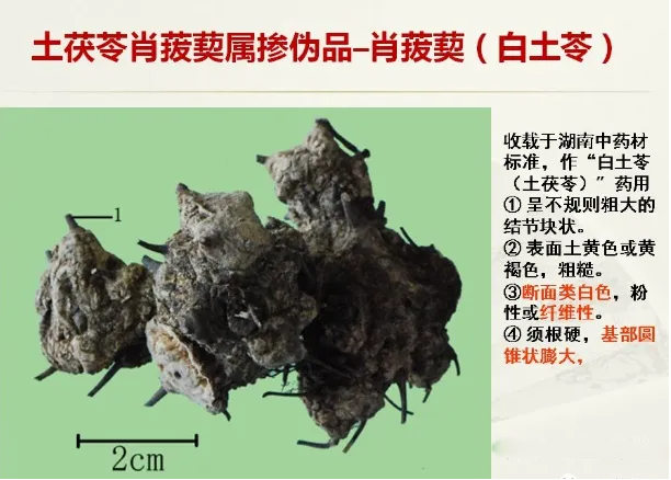 真伪土茯苓鉴别图片