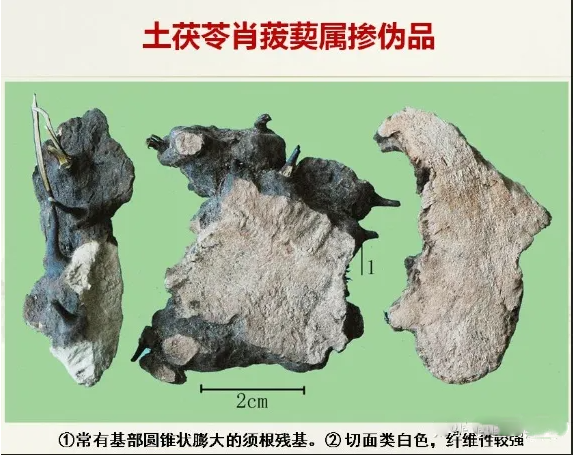 真伪土茯苓鉴别图片