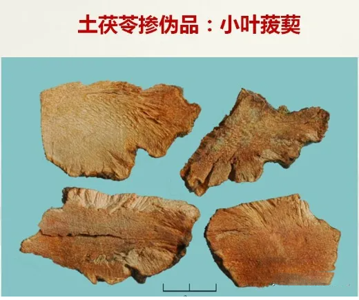 真伪土茯苓鉴别图片