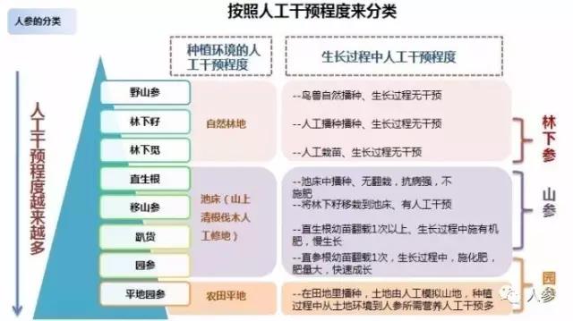 人参趴货和籽货的区别