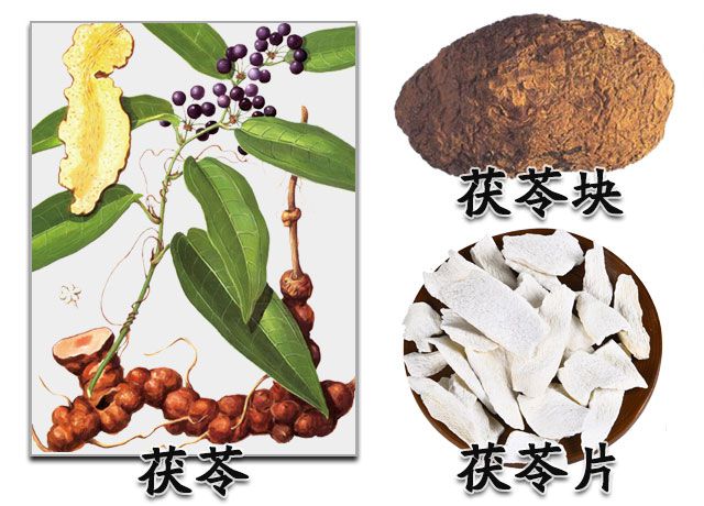 土茯苓和茯苓的区别