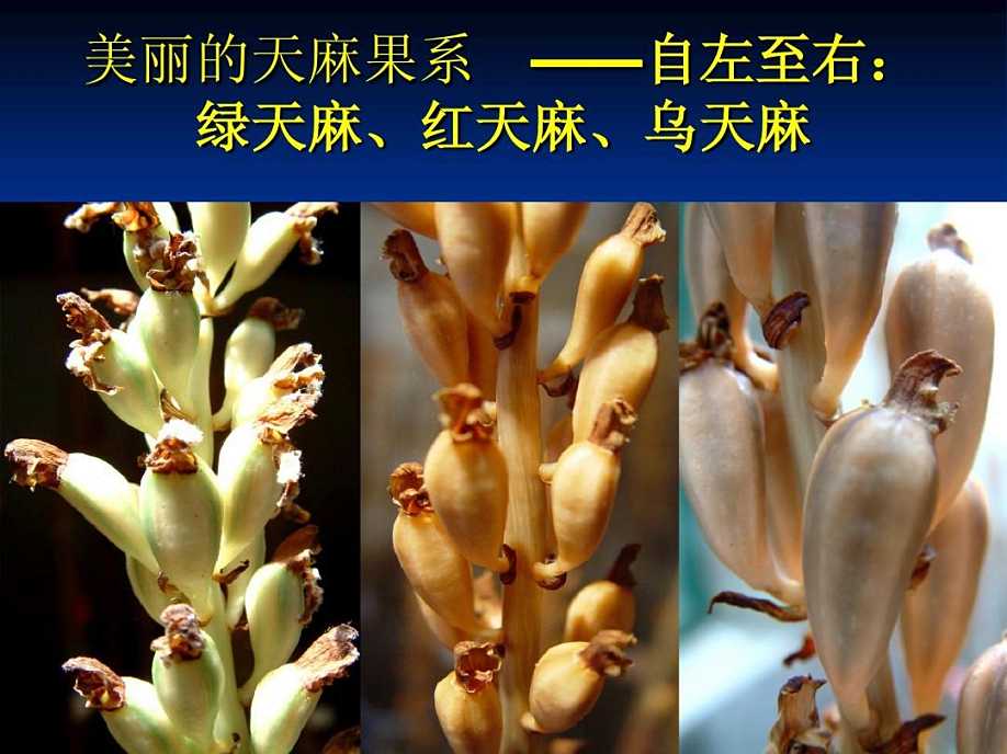 真乌天麻的肉是什么颜色？并非黑色