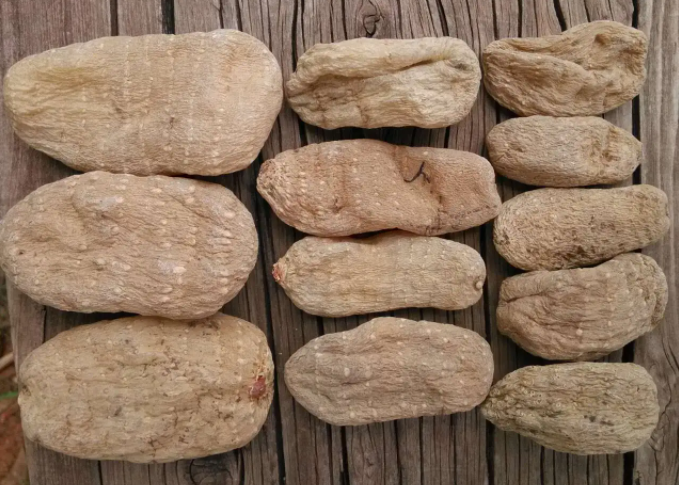 为什么天麻越小越贵？并不是这样