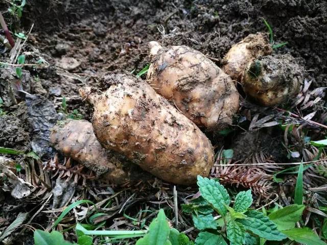 小草坝天麻的特点：短、胖
