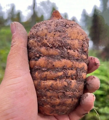 小草坝天麻的特点：短、胖