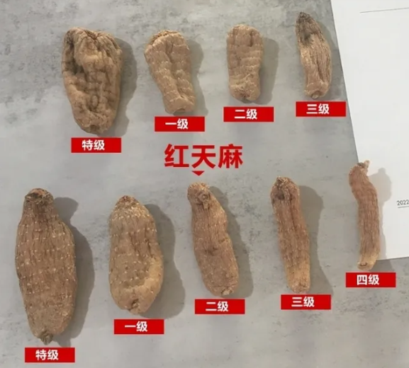 天麻等级划分标准