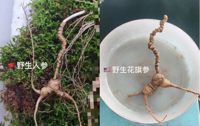 花旗参和人参的区别