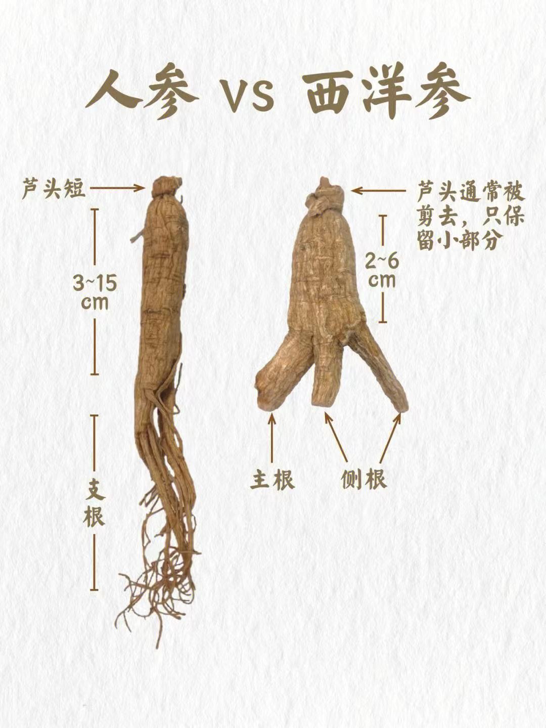 人参和西洋参怎么区别辨认图解