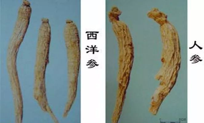 人参和西洋参怎么区别辨认图解
