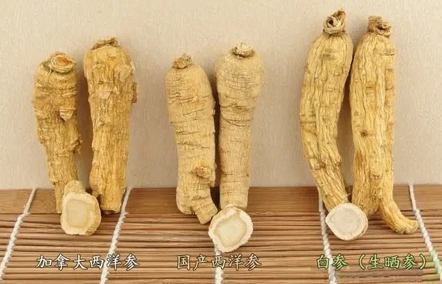 人参和西洋参怎么区别辨认图解